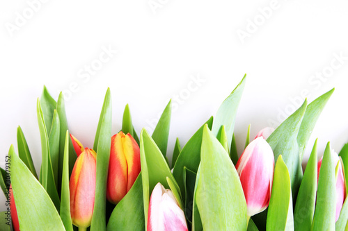 Foto: Tulpen Tulpen