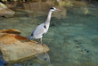 blue heron