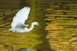 Great White Egret in Flight