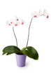 Foto: White Orchid Flowerpot White Orchid Flowerpot