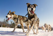 Close up of a sled dog team in action, heading towards the camer Close up of a sled dog team in action, heading towards the camer
