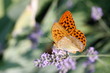 Papillon corse Papillon corse