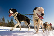 Close up of a sled dog team in action, heading towards the camer Close up of a sled dog team in action, heading towards the camer