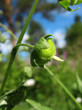 Ripening seeds lungwort (Pulmonaria)