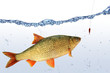 Fische 67
