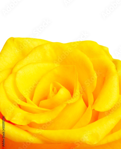 Yellow rose border © Anna Omelchenko #30395356. Yellow rose border