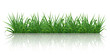 Grass