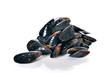 mussels on white background