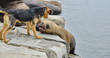Seelöwe kämpft mit Hund