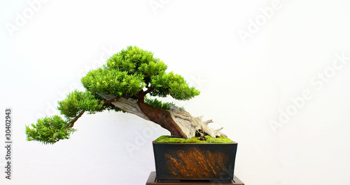 Photo: Bonsai Bonsai