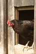 Hen