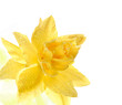 Yellow flower