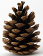 Pomme de Pin - Pine Cones