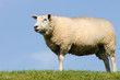 Schaf