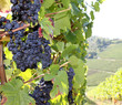 wein