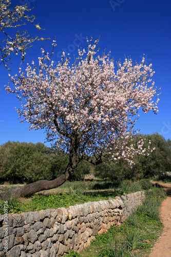Foto: almond tree almond tree