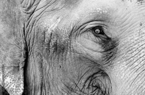 Photo: Eye of the Elephant Eye of the Elephant