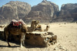 Camels, Wadi Rum, Jordan Camels, Wadi Rum, Jordan
