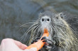 Photo: gib mir möhrchen gib mir möhrchen