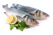 Seabass, Dicentrarchus labrax. Isolated on the white