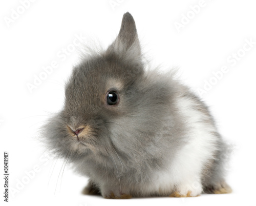 Photo: Young Lionhead rabbit, 2 months old Young Lionhead rabbit, 2 months old