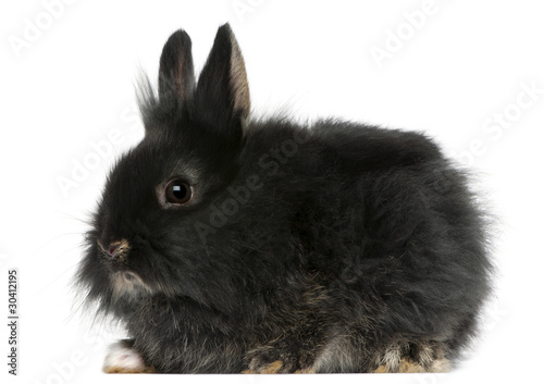 Photo: Young Lionhead rabbit, 2 months old Young Lionhead rabbit, 2 months old