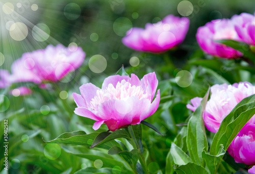 Photo: pink peonies pink peonies