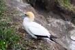 Australasian Gannet Australasian Gannet