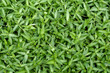 nature green