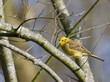 Emberiza citrinella (Bruant jaune - Yellowhammer)