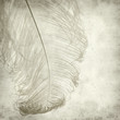 textured old paper background with dyed ostrich feather