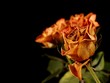 A bunch of withered roses
