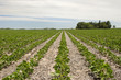 Soybean crop