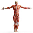 anatomy, muscles