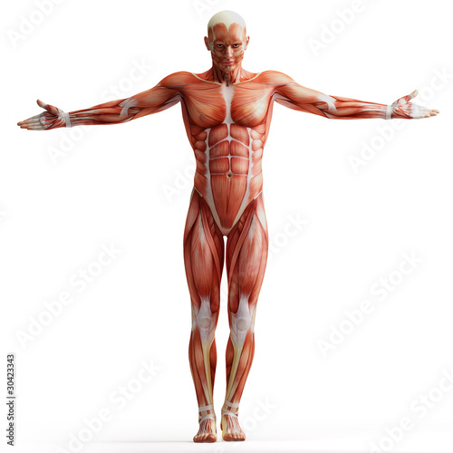 Illustration: anatomy, muscles anatomy, muscles