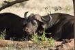 Buffalo, Tsavo East National Park Buffalo, Tsavo East National Park