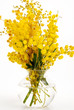 MIMOSA 3 MIMOSA 3