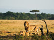 Male and Female Lion