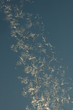 Hoarfrost on window