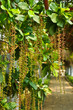 Nature tree