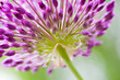 allium