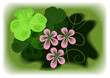 Clover flower
