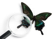 examining the butterfly