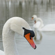 The swans floating on lake