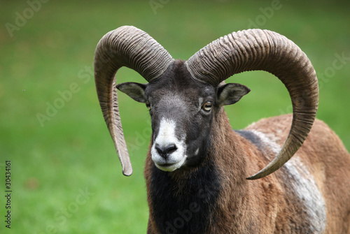 Foto: Mufflon Mufflon