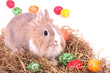 Photo: Osterhase im Nest Osterhase im Nest