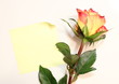 rosa con post it rosa con post it
