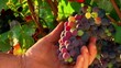 Mani che tagliano grappolo uva - Dettaglio Mani che tagliano grappolo uva - Dettaglio