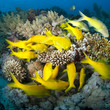 School of Yellowsaddle goatfish, foraging on a coral reef.