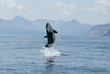 killer whale calf making high jump out of the water